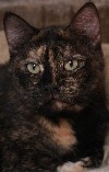 Janie