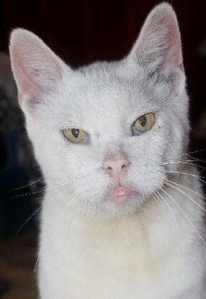 Timothy