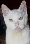 Timothy