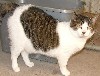 Patches