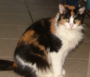Calli