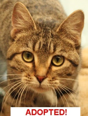 Cora