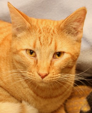 Franklin