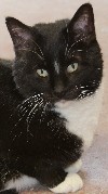 Hank