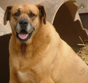 Roscoe Jr.