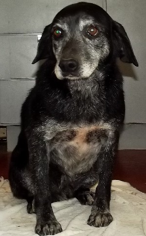 Norman